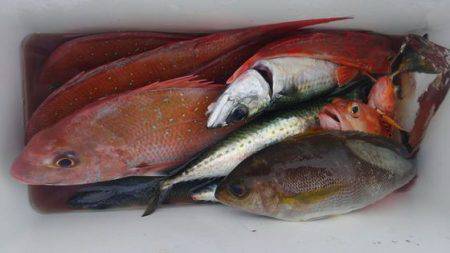 遊漁船 新鋭丸 釣果