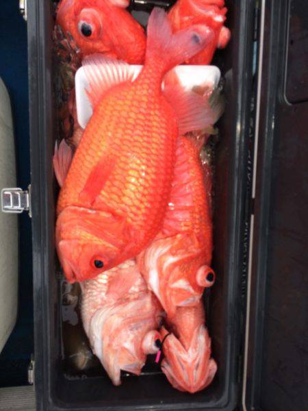 Blue.win 海人丸 釣果