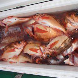 第二むつ漁丸 釣果