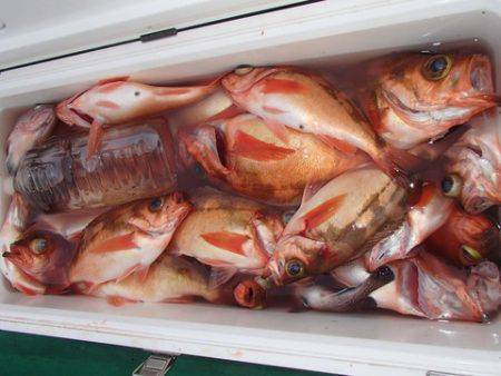 第二むつ漁丸 釣果