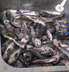 フィッシングガイド りょう 釣果