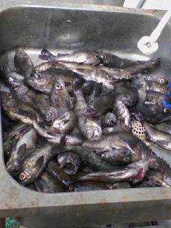 フィッシングガイド りょう 釣果