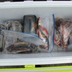 大進丸(新潟) 釣果