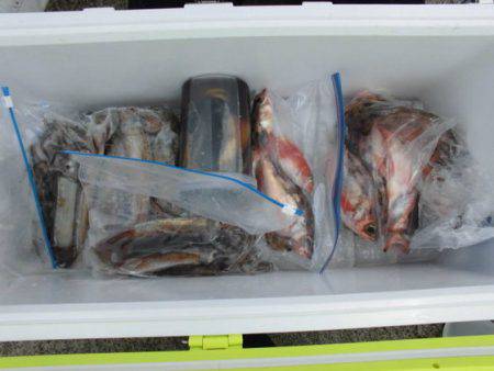 大進丸(新潟) 釣果