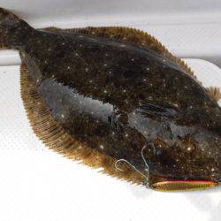 BlueNote Fishing Taxi 釣果