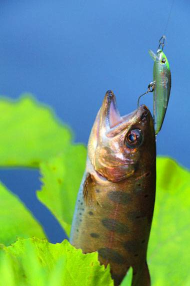 小菅トラウトガーデン 釣果