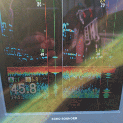 遊漁船ブルーウッズ 釣果