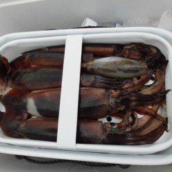 大進丸（新潟） 釣果