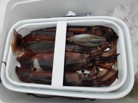 大進丸（新潟） 釣果