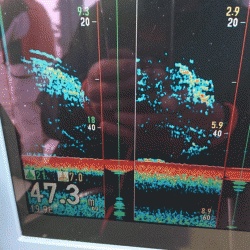 遊漁船ブルーウッズ 釣果