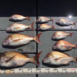 遊漁船高橋 釣果