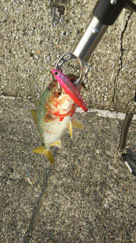 ミニツバスしか