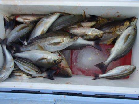 第二むつ漁丸 釣果