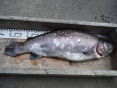 すそのフィッシングパーク 釣果