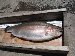 すそのフィッシングパーク 釣果