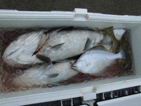 大進丸(新潟) 釣果