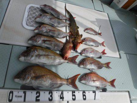 遊漁船 幸友丸 釣果