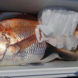 遊漁船 新鋭丸 釣果