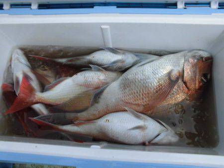 大進丸(新潟) 釣果