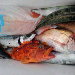 遊漁船 新鋭丸 釣果