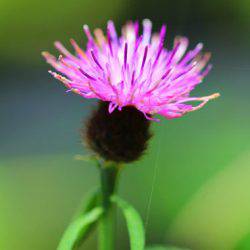 小菅トラウトガーデン 釣果