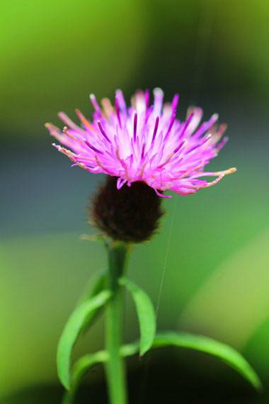 小菅トラウトガーデン 釣果