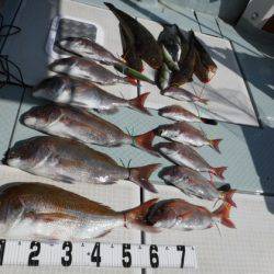 遊漁船 幸友丸 釣果