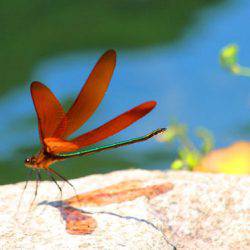 小菅トラウトガーデン 釣果