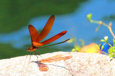 小菅トラウトガーデン 釣果
