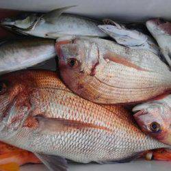 遊漁船 新鋭丸 釣果