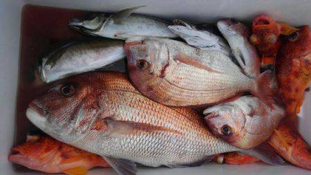 遊漁船 新鋭丸 釣果