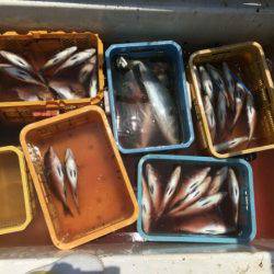 由良海上釣り堀 海人 釣果