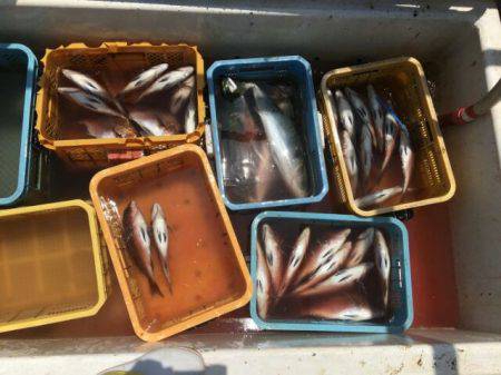 由良海上釣り堀 海人 釣果