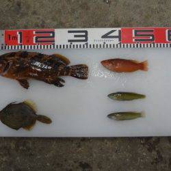 のとじま臨海公園海づりセンター 釣果