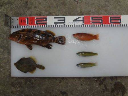 のとじま臨海公園海づりセンター 釣果