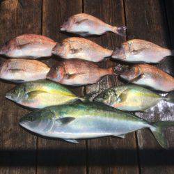 由良海上釣り堀 海人 釣果