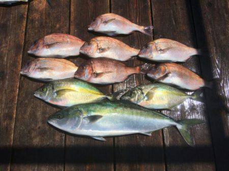 由良海上釣り堀 海人 釣果