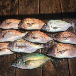 由良海上釣り堀 海人 釣果