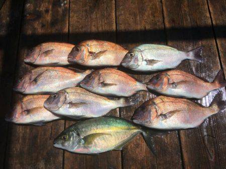 由良海上釣り堀 海人 釣果