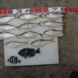 のとじま臨海公園海づりセンター 釣果