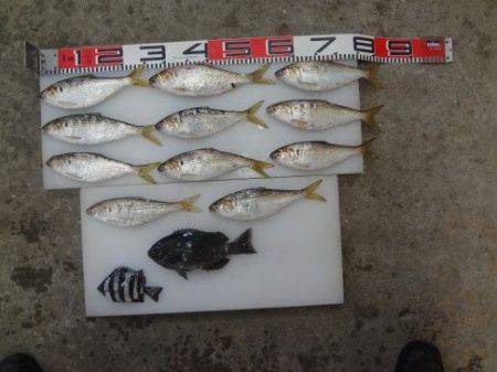 のとじま臨海公園海づりセンター 釣果