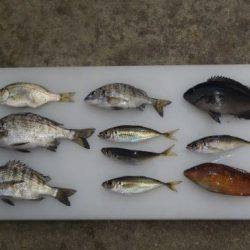 のとじま臨海公園海づりセンター 釣果