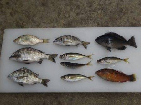 のとじま臨海公園海づりセンター 釣果