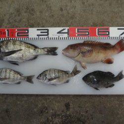 のとじま臨海公園海づりセンター 釣果