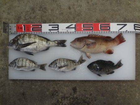 のとじま臨海公園海づりセンター 釣果