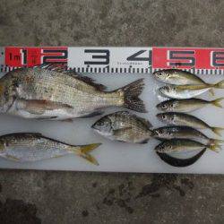 のとじま臨海公園海づりセンター 釣果