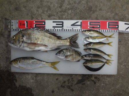 のとじま臨海公園海づりセンター 釣果