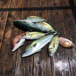 由良海上釣り堀 海人 釣果