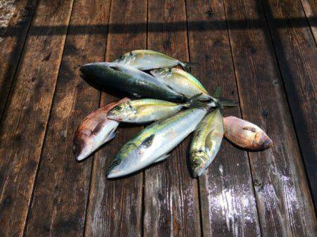 由良海上釣り堀 海人 釣果