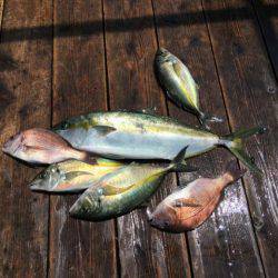 由良海上釣り堀 海人 釣果